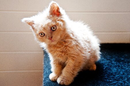 Animal cute pet