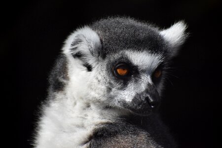 Primate monkey cute