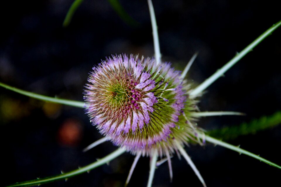 Dipsacaceae thistle close up