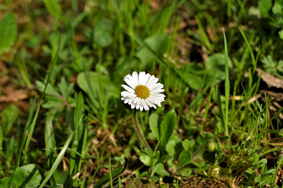 Flower spring nature