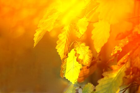 The blurred gold sun