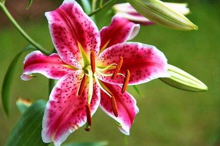 White flower blossom photo