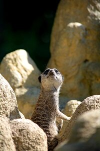 Nature fur animal world