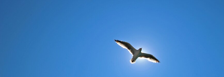Sky water bird seevogel photo
