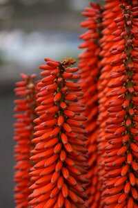 Flowers cactus red hot poker