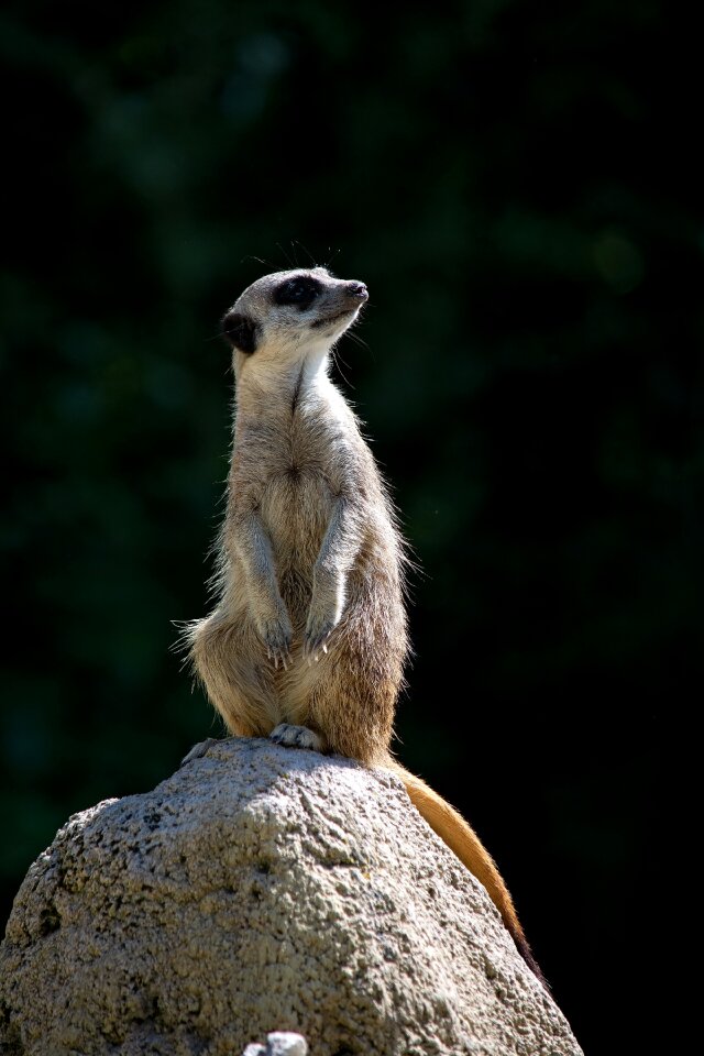 Nature fur animal world