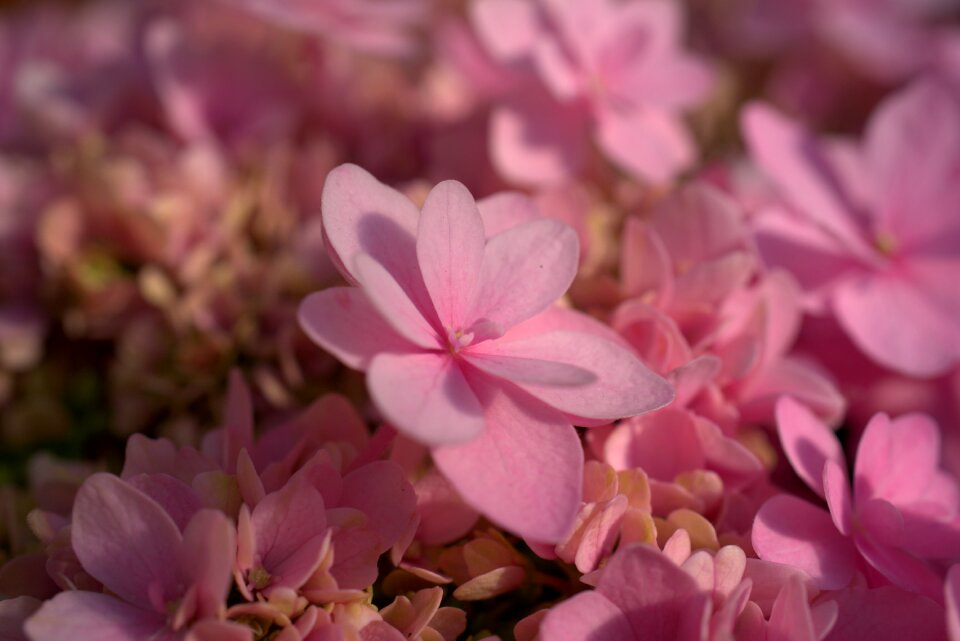 Flora plant nature