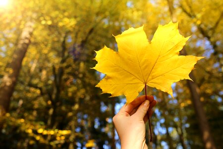 Autumn forest hand photo