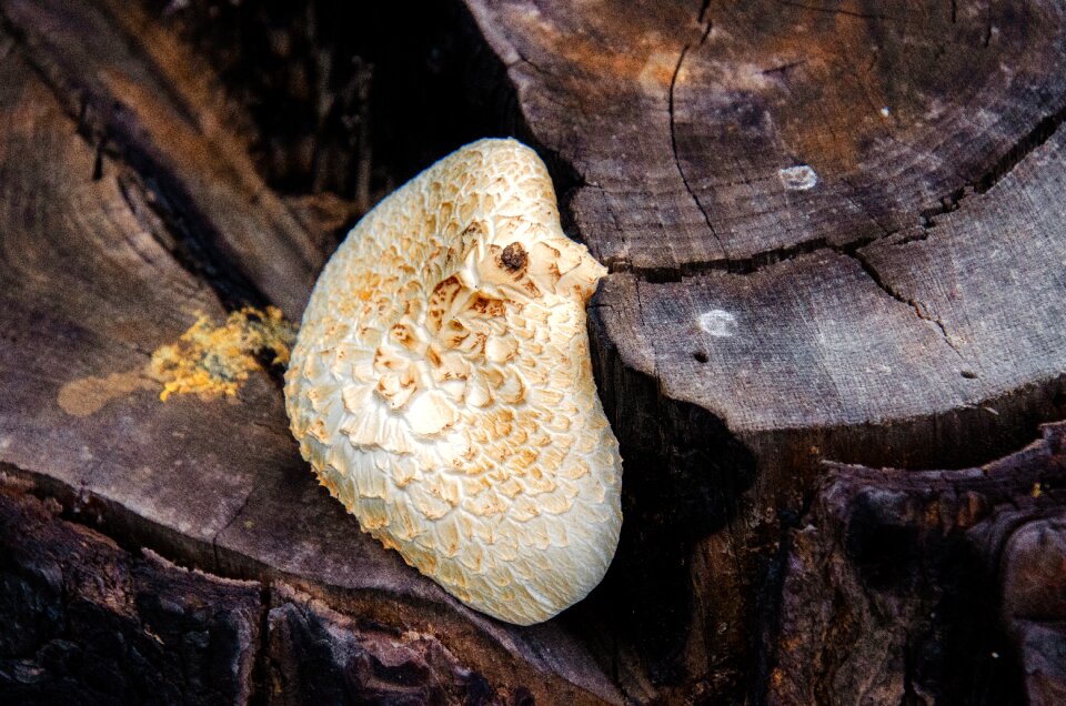 Forest nature mushroom