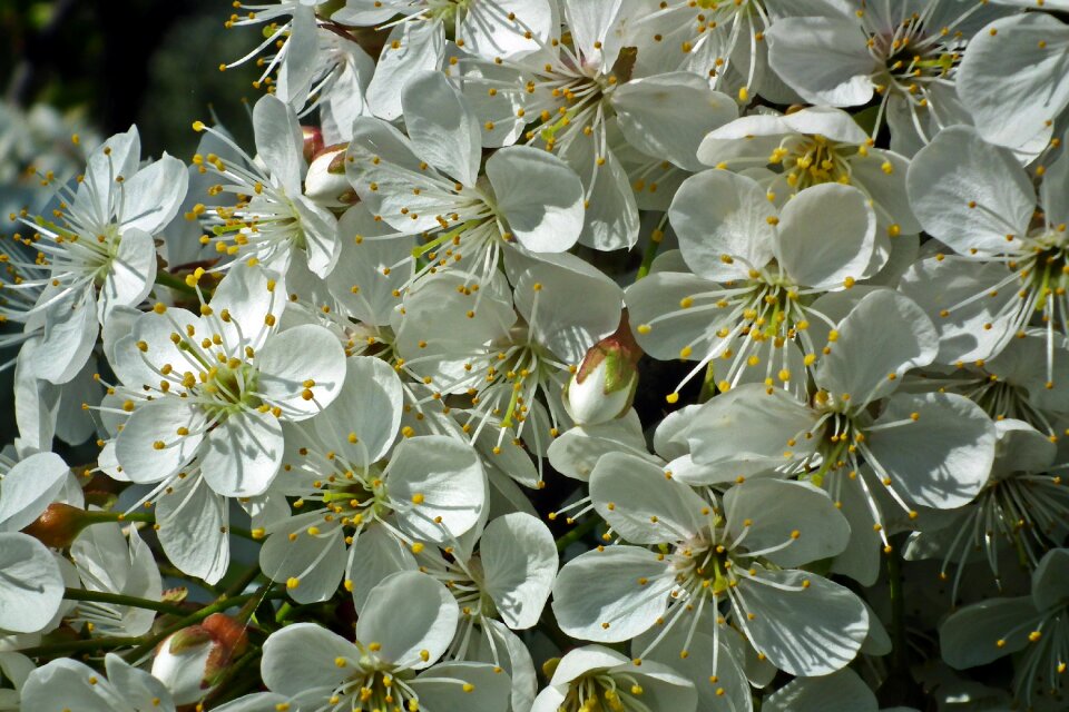 Cherry plant spring