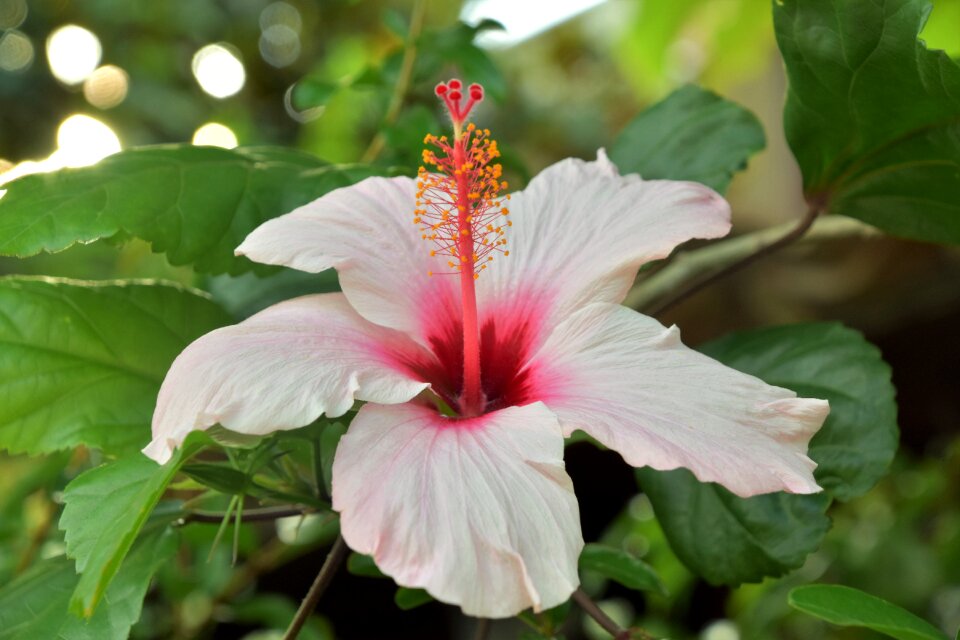 Garden petals hibiscus