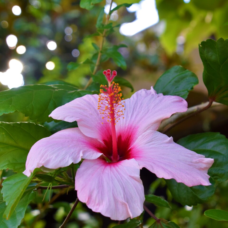 Plants petal flora