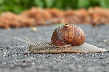 Slowly crawl nature