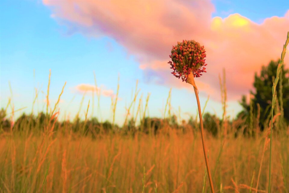 Land countryside summer