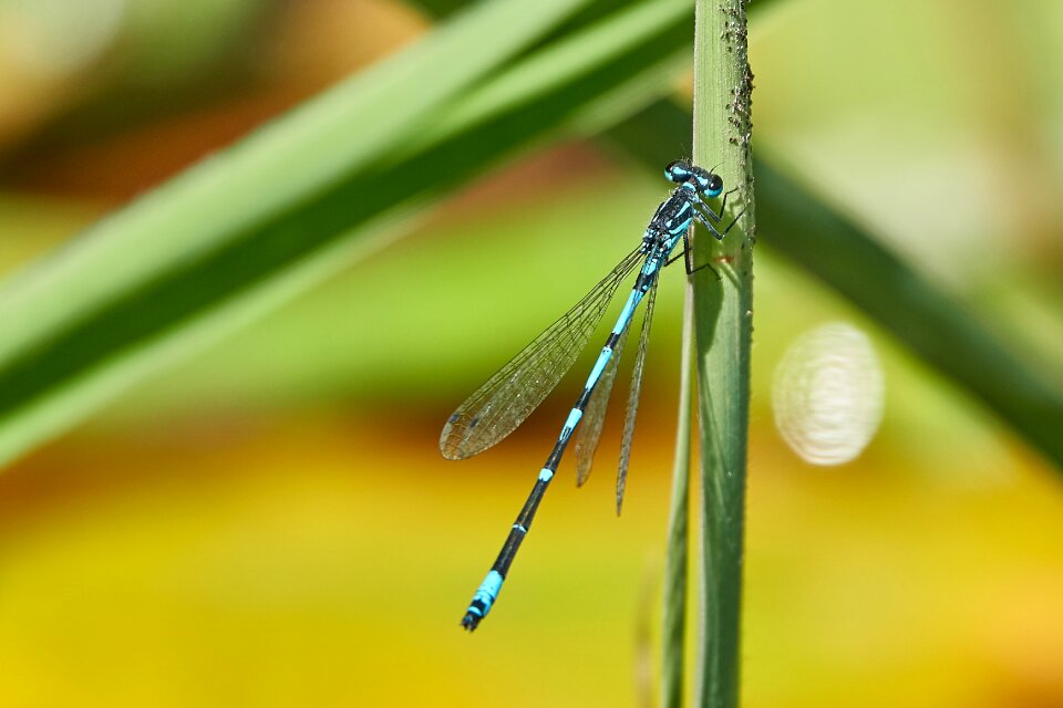 Nature close up wing
