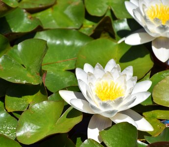 Pond nature garden