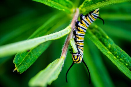 Insect milkweed bug photo
