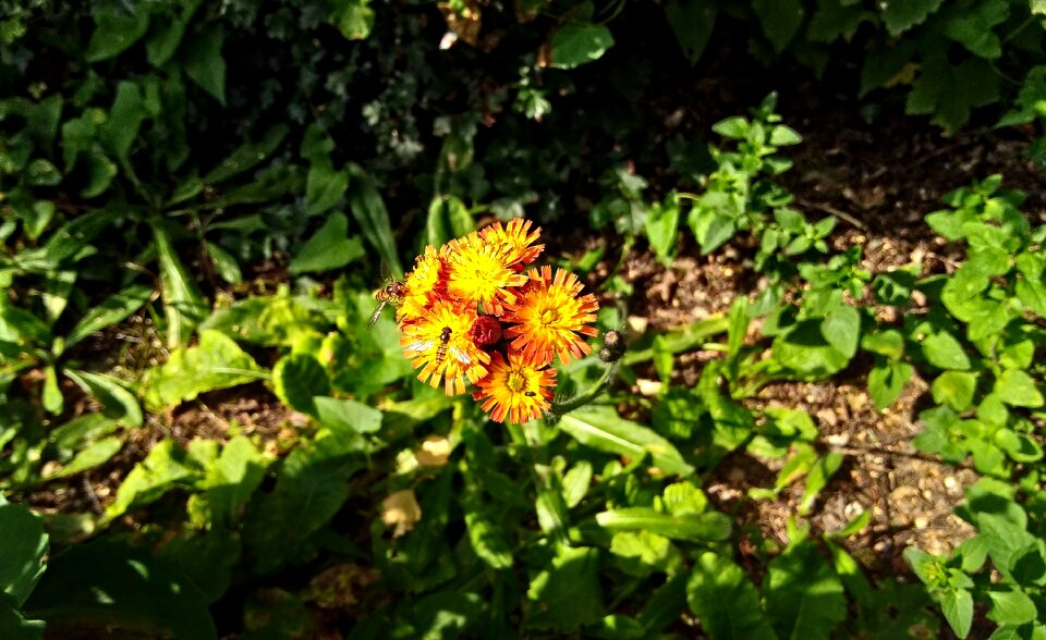 Bloom flower summer