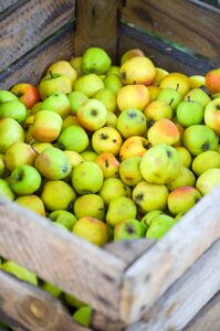 Apfelernte fruits harvested