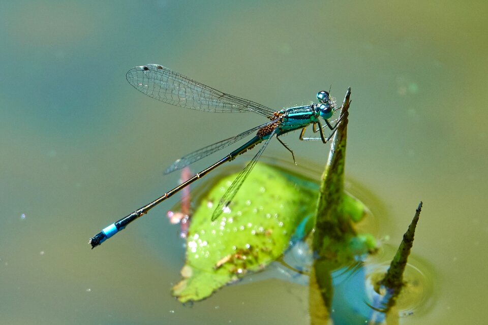 Nature close up wing