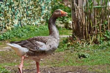 Poultry plumage nature