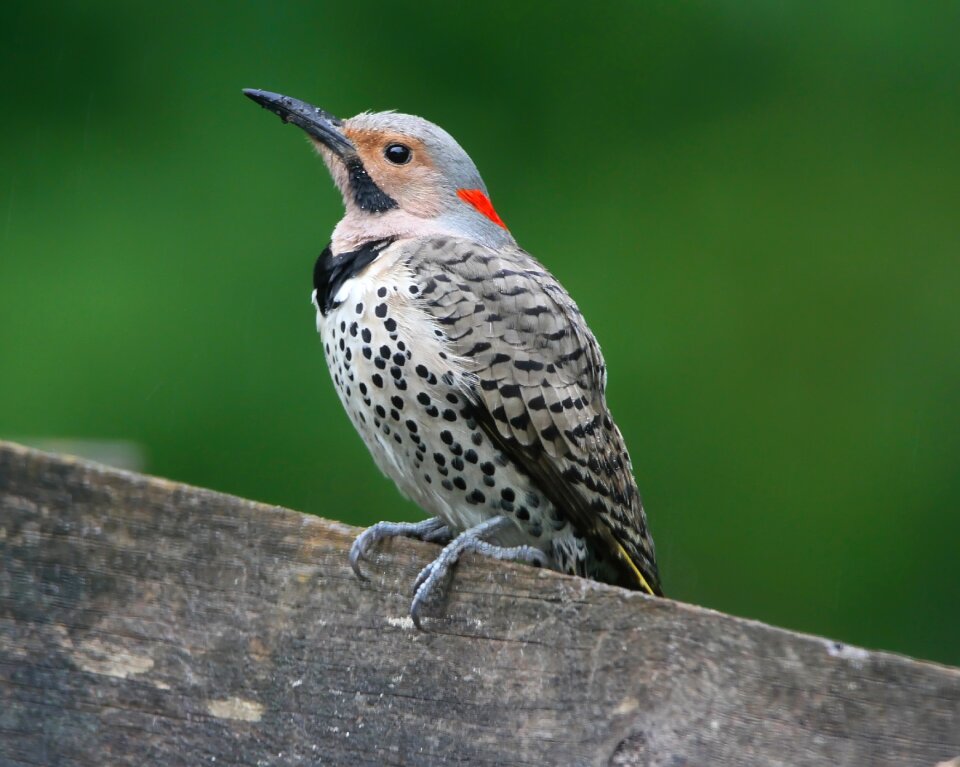 Wildlife woodpecker nature