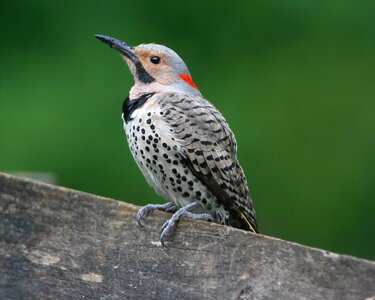 Wildlife woodpecker nature photo