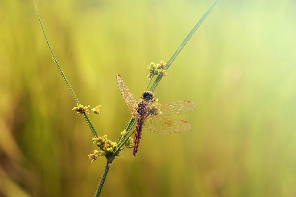 Nice dragonfly morning sun shine