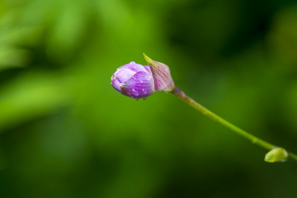 Nature wildflower bb-flower