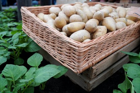 Food market vegetables photo