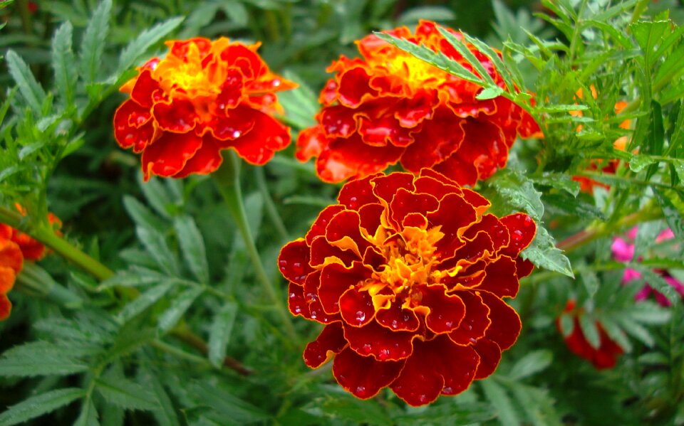 Fauna flowers macro