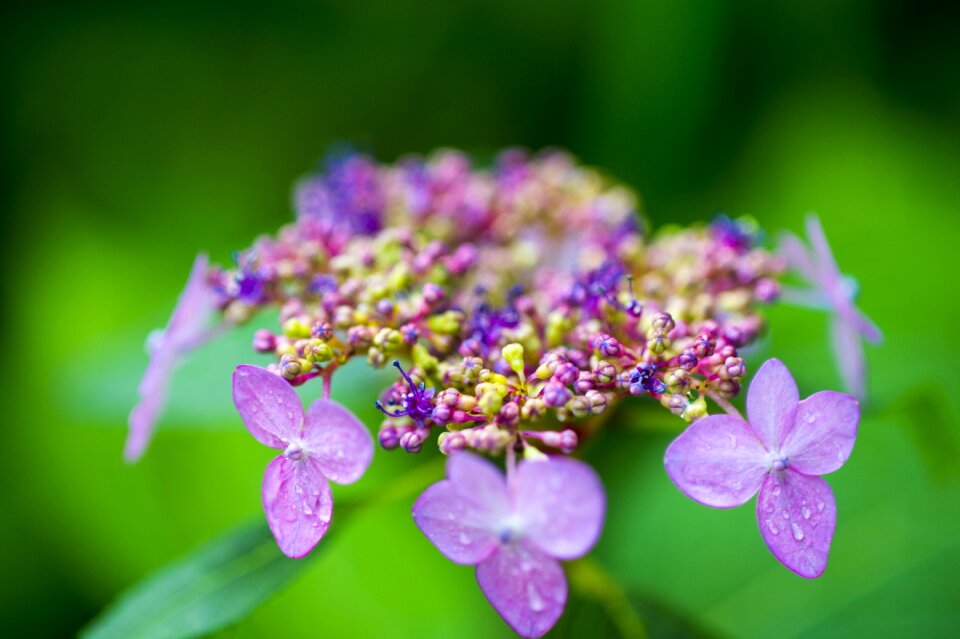 Halla united states wildflower flowers
