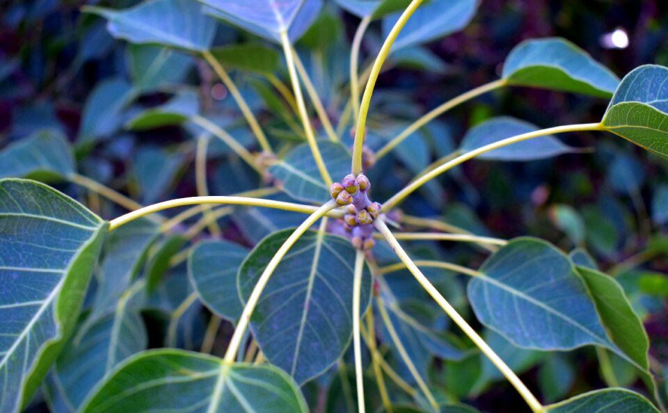 Buds ficus religiosa radial pattern