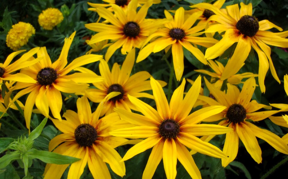 Fauna flowers macro