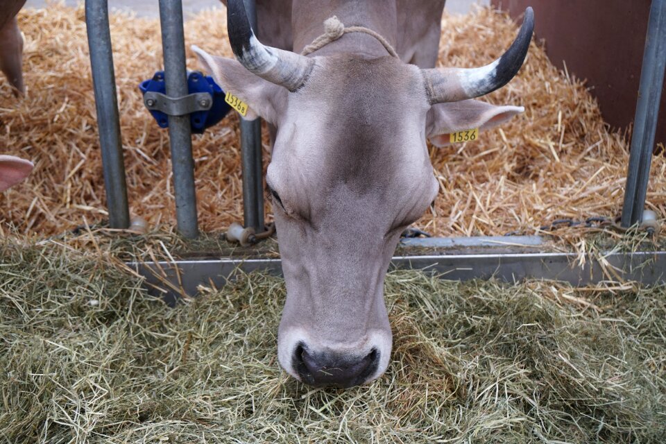 Agriculture farm cattle