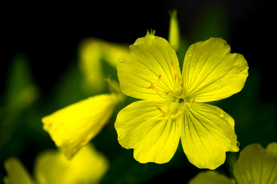 Wildflower nature yellow flowers
