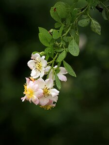 White rose kinds of rose beautiful rose
