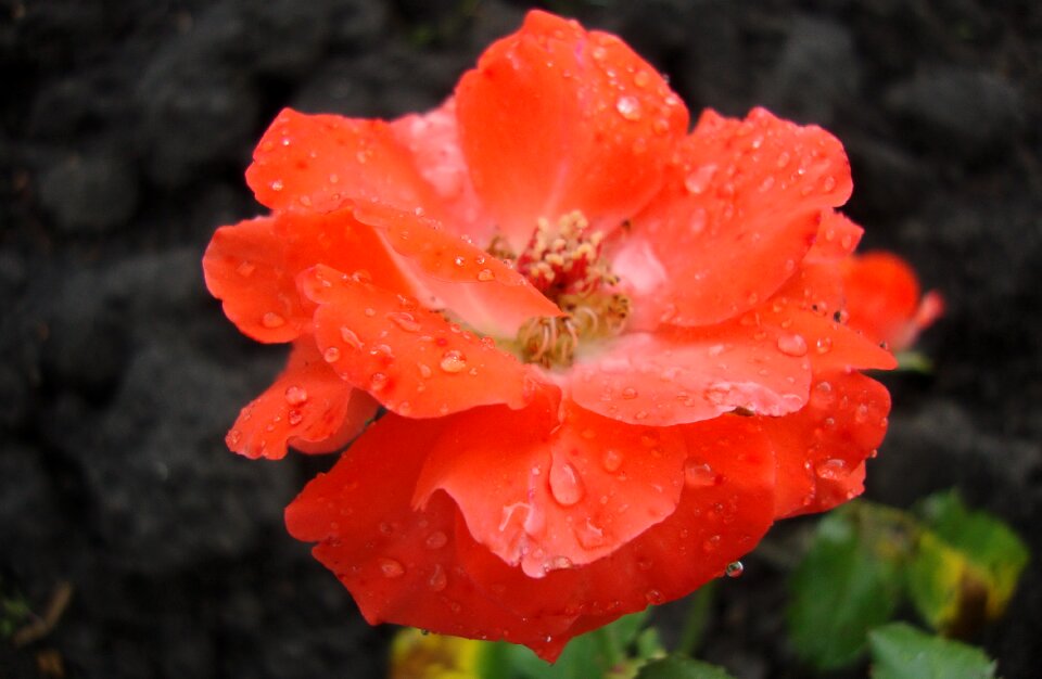 Fauna flowers macro