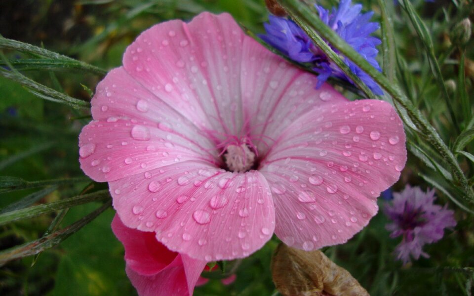 Fauna flowers macro