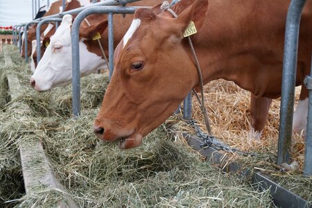 Hay agriculture farm