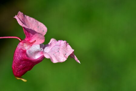 Pink balsam plant