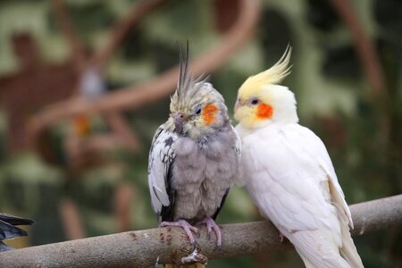 Wing nature parrot