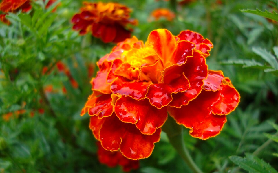 Fauna flowers macro