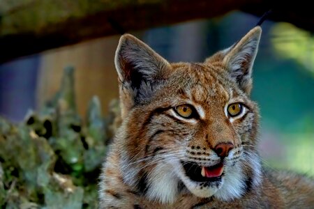Lynx animal world carnivores