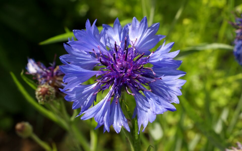Fauna flowers macro