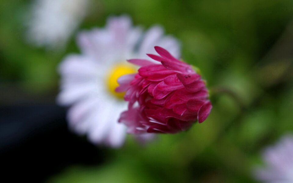 Fauna flowers macro photo