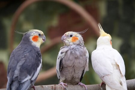 Wing nature parrot