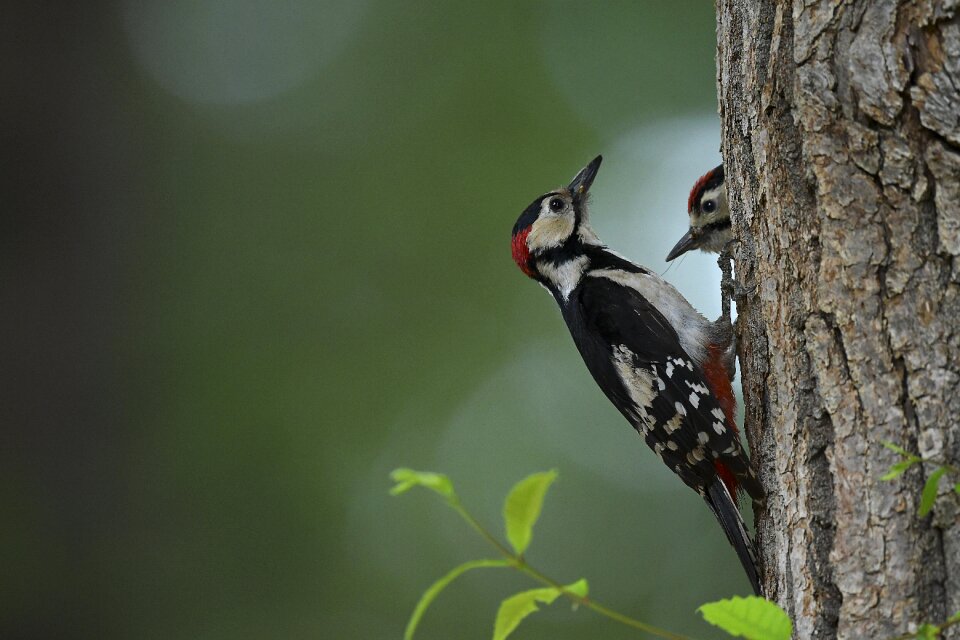 Mother bird cub this place