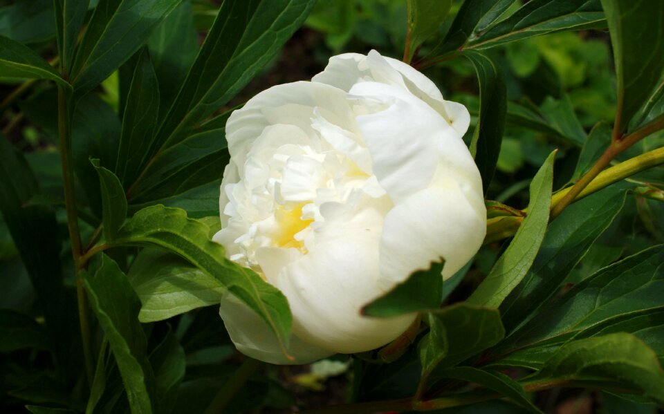 Fauna flowers macro