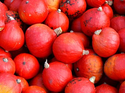 Hokkaido squash kabocha